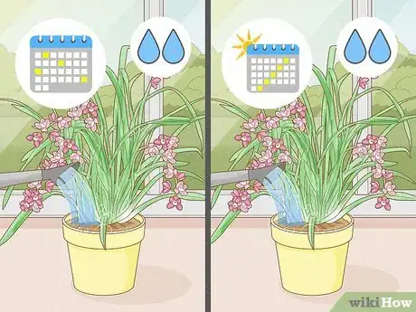 Imagen titulada Grow Cymbidium Orchids Step 4