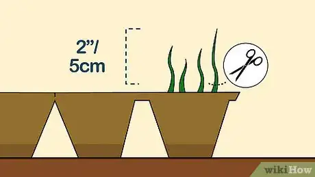 Imagen titulada Grow Chamomile Step 7