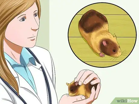 Imagen titulada Know when Your Hamster Is Pregnant Step 9