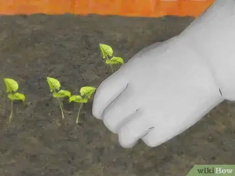 Imagen titulada Make a Seedbed Step 15