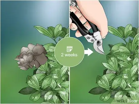 Imagen titulada Prune a Gardenia Bush Step 3