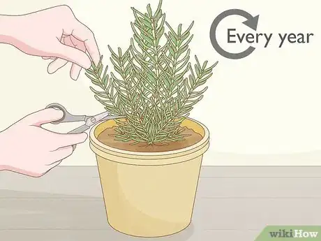 Imagen titulada Grow Rosemary Indoors Step 17