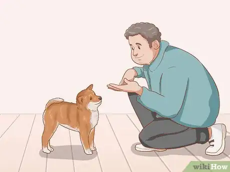 Imagen titulada Choose a Shiba Inu Puppy Step 16