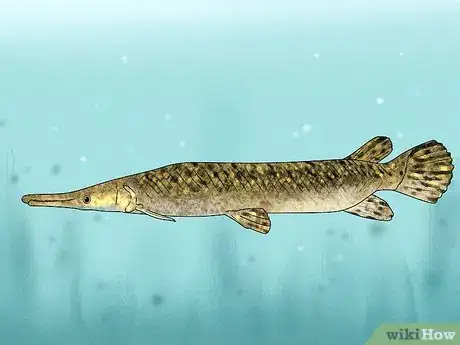 Imagen titulada Fish for Alligator Gar Step 3