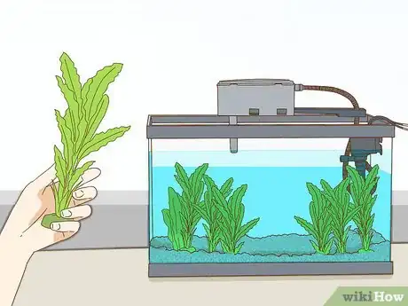 Imagen titulada Play With Your Betta Fish Step 1