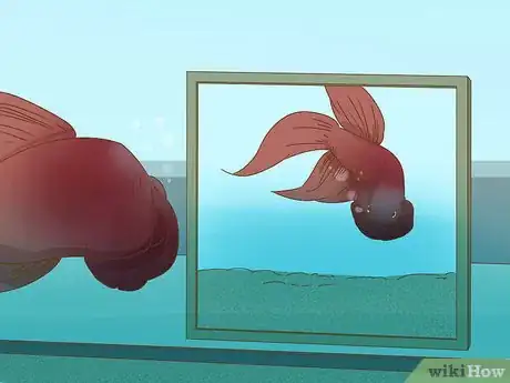 Imagen titulada Play With Your Betta Fish Step 7