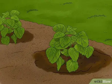 Imagen titulada Grow Lemon Balm Step 8