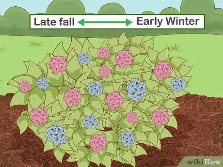 Imagen titulada Prepare Hydrangeas for Winter Step 5