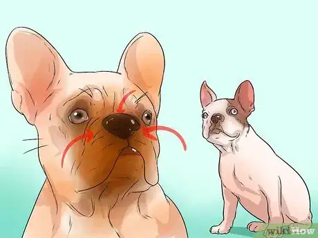 Imagen titulada Treat Breathing Problems in French Bulldogs Step 4