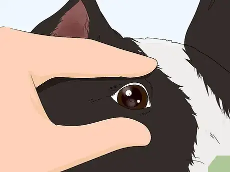 Imagen titulada Check Your Dog's Eyes Step 4