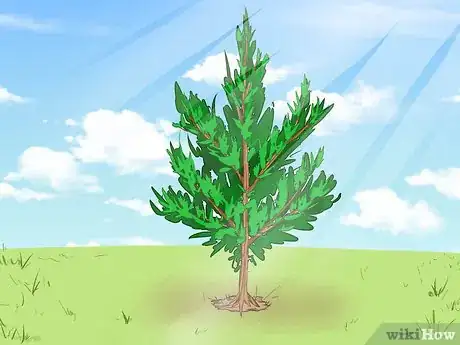 Imagen titulada Plant Cedar Trees Step 5