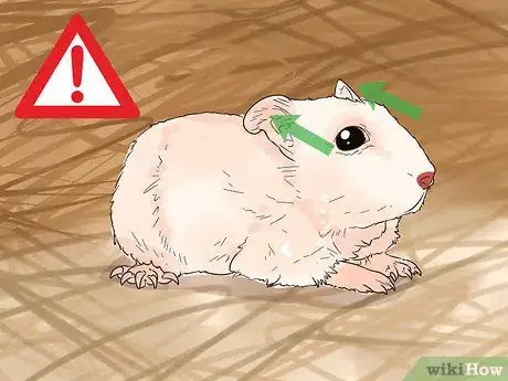 Imagen titulada Avoid Scaring Your Hamster Step 11