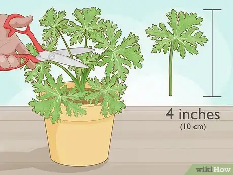 Imagen titulada Grow Citronella Step 1