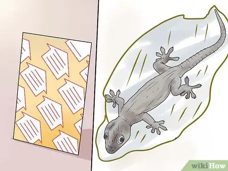 Imagen titulada Get Rid of Common House Geckos Step 3