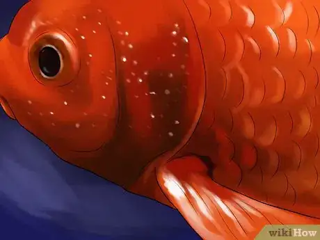 Imagen titulada Determine the Sex of a Fish Step 4