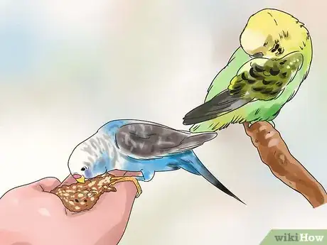 Imagen titulada Stop a Budgie from Biting Step 3