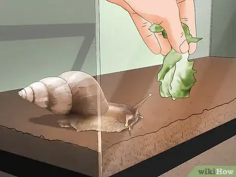 Imagen titulada Care for Giant African Land Snails Step 12