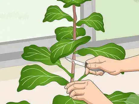 Imagen titulada Revive a Fiddle Leaf Fig Step 13