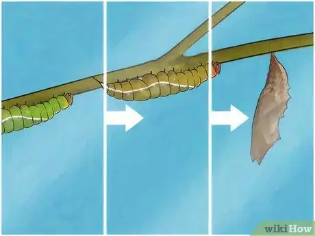 Imagen titulada Make a Caterpillar Habitat Step 11