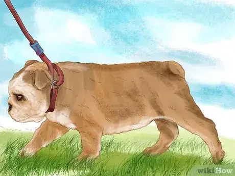 Imagen titulada Exercise an English Bulldog Step 1