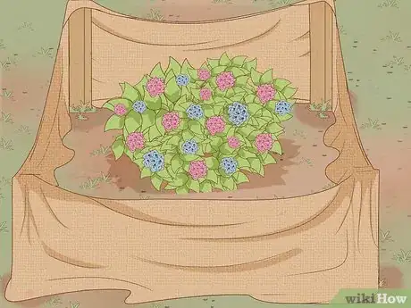 Imagen titulada Prepare Hydrangeas for Winter Step 8