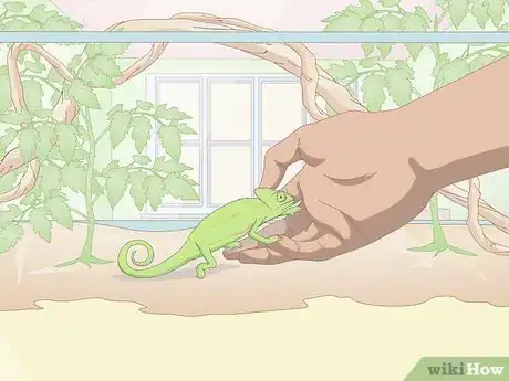 Imagen titulada Take Care of a Chameleon Step 22