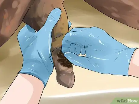 Imagen titulada Clean the Sheath of a Horse Step 14