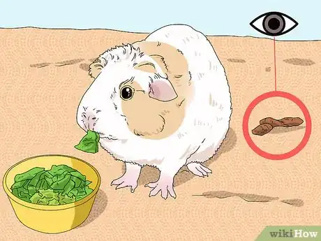 Imagen titulada Treat Diarrhea in Guinea Pigs Step 10