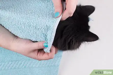 Imagen titulada Remove Ear Wax from Cats Step 2