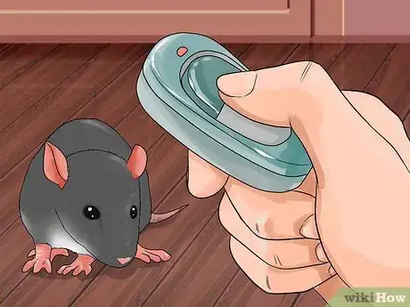 Imagen titulada Shoulder Train a Pet Rat Step 4