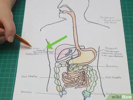 Imagen titulada Draw a Model of the Digestive System Step 19