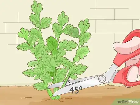 Imagen titulada Grow Parsley from Cuttings Step 3