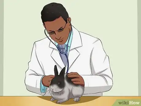 Imagen titulada Buy a Rabbit Step 4