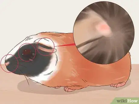 Imagen titulada Treat Ringworm in Guinea Pigs Step 1