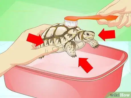 Imagen titulada Bathe a Turtle Step 16