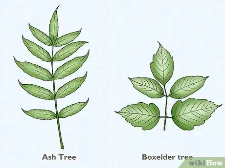 Imagen titulada Identify an Ash Tree Step 5