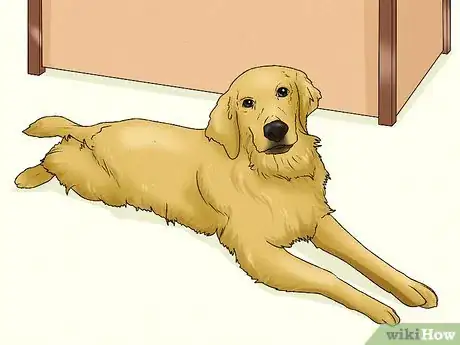 Imagen titulada Care for Golden Retrievers Step 19