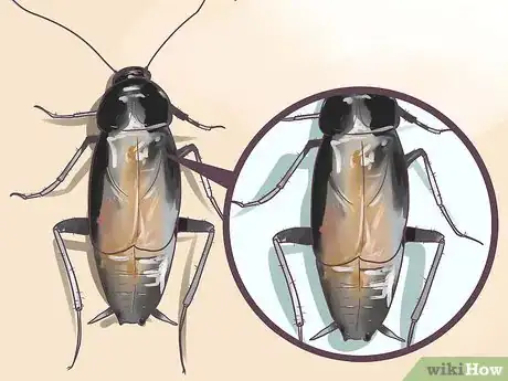 Imagen titulada Identify a Cockroach Step 15
