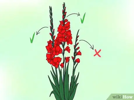 Imagen titulada Grow Gladiolus Step 14