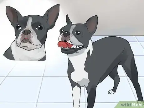 Imagen titulada Care for a Boston Terrier Step 1