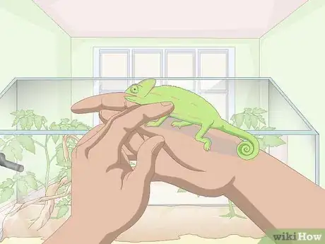 Imagen titulada Take Care of a Chameleon Step 20