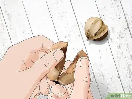 Imagen titulada Identify Hickory Nuts Step 15