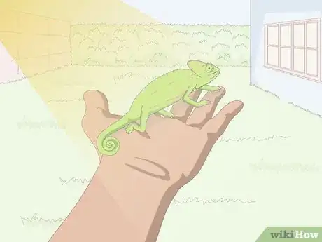 Imagen titulada Take Care of a Chameleon Step 21