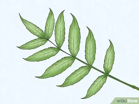 Imagen titulada Identify an Ash Tree Step 4