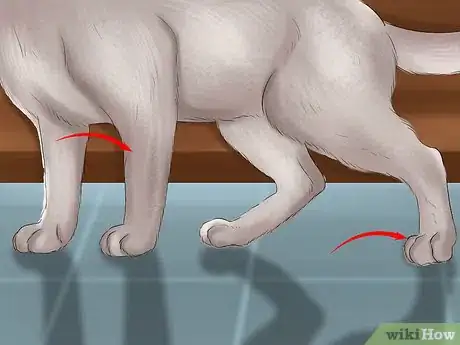 Imagen titulada Identify a Tonkinese Cat Step 4