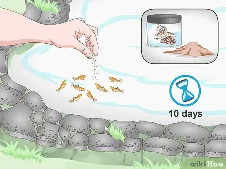 Imagen titulada Breed Koi Fish Step 12