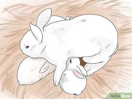 Imagen titulada Breed Rabbits Step 17