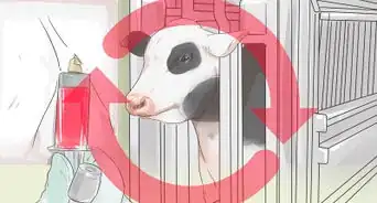 saber si una vaca o novilla está preñada