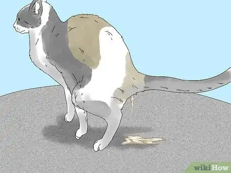 Imagen titulada Treat a Cat with Bloody Diarrhea Step 8