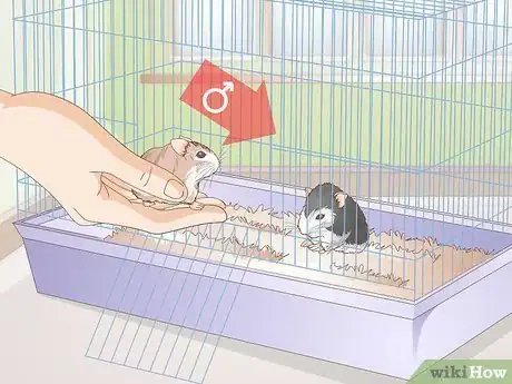 Imagen titulada Breed Dwarf Hamsters Step 5